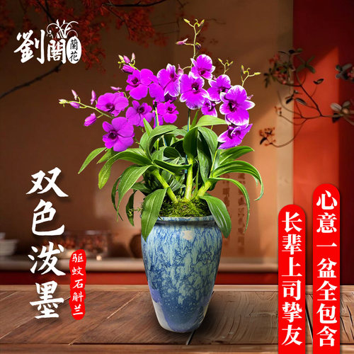 双色泼墨香水石斛兰花苗现带多花桌面精致盆栽好养花卉绿植 - 图1