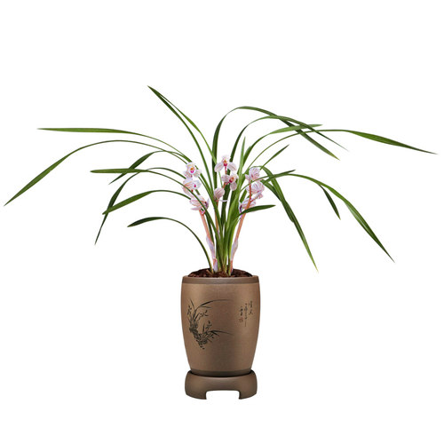刘阁兰花苗 莲瓣兰经典荷瓣 荷之冠冬带花苞出售浓香花卉绿植盆栽 - 图3