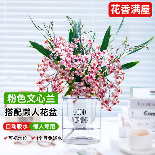 香水味文心兰当年开花现带花苞梦香兰花苗浓香花卉盆栽水培植物 - 图0