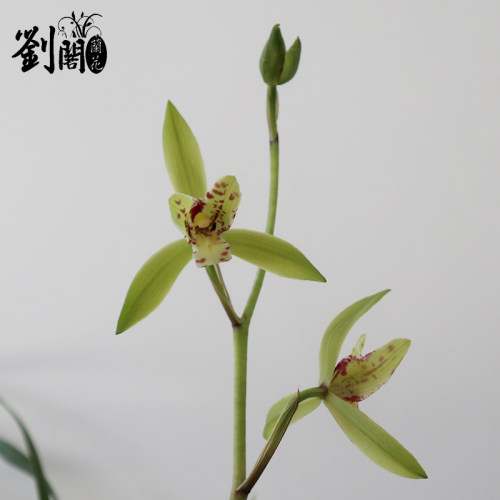 刘阁兰花苗天香彩蝶寒兰冬带花苞出售浓香好养室内外绿植花卉盆栽 - 图1