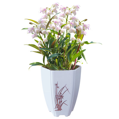 刘阁兰花苗凤羽石斛冬带花苞室内阳台花卉绿植桌面盆栽有香味 虎窝淘