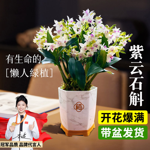 香水紫云石斛兰盆栽冬带花浓香室内外浓香兰花花卉绿植物净化空气 - 图3