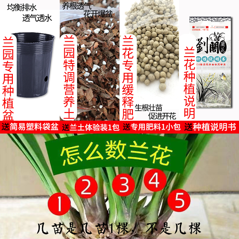 刘阁兰花盆栽夏带花苞发货名贵花卉金秋岁月四季开花绿植室内香兰-图1