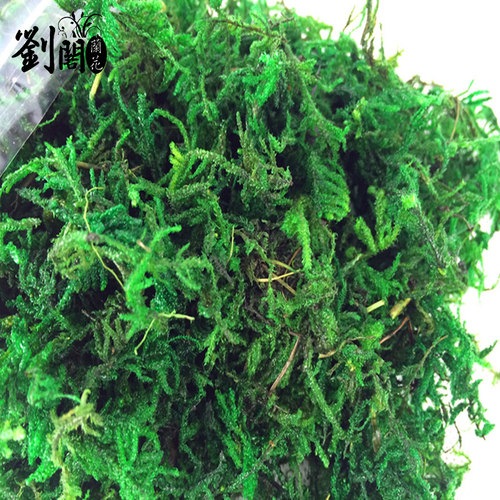 刘阁兰花苗 兰花专用苔藓 美观绿化水苔 花卉盆栽需备绿水草出售 - 图0