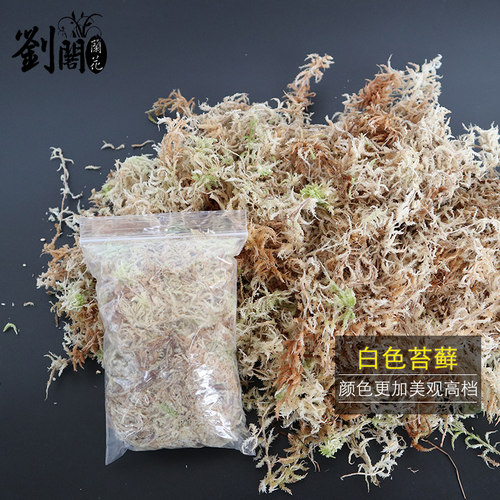 刘阁兰花苗 兰花专用苔藓 美观绿化水苔 花卉盆栽需备绿水草出售 - 图2