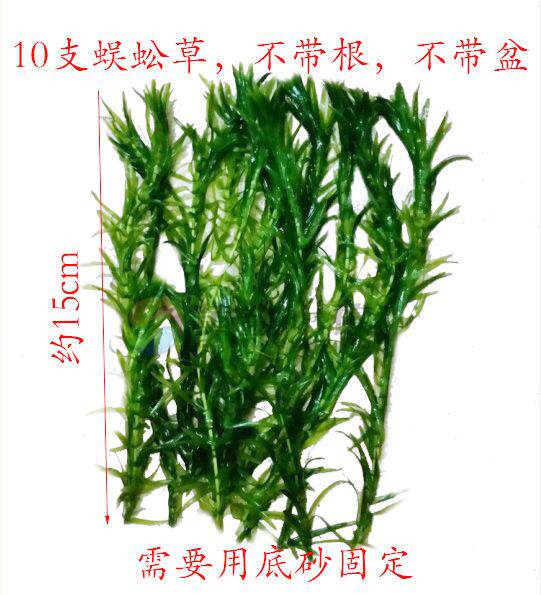 包邮蜈蚣草懒人水草金鱼藻热带鱼缸造景虾缸草缸懒人草易养易活 黄金水族玩家造景店 淘优券