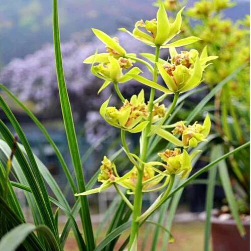 带花苞兰花苗蕙兰新品【老朵云】花卉大全室内外绿植开花浓香型 - 图2
