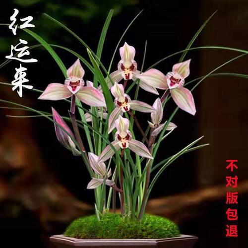 带花苞兰花苗新品色花春兰荷瓣【夕荷】室内铭品花开浓香花卉大全 - 图1