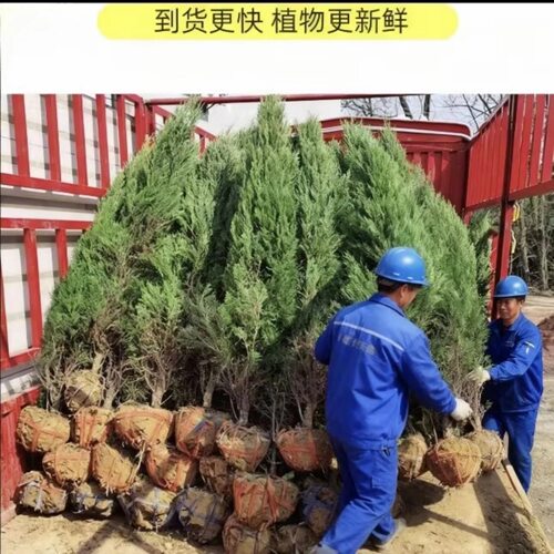 柏树树苗塔柏扁柏松柏侧柏树苗圆柏松树宝塔松龙柏苗绿化四季种植 - 图3