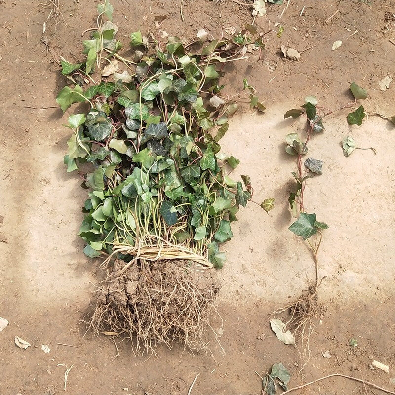 园林绿化苗庭院植物常春藤花苗爬藤植物花卉常青藤苗四季常青耐寒 - 图1