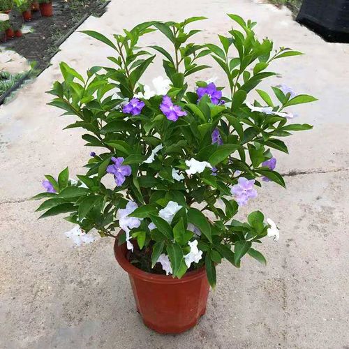 家居室内桌面盆栽观花芳香植物花卉茉莉花双色茉莉花苗鸳鸯茉莉-图1