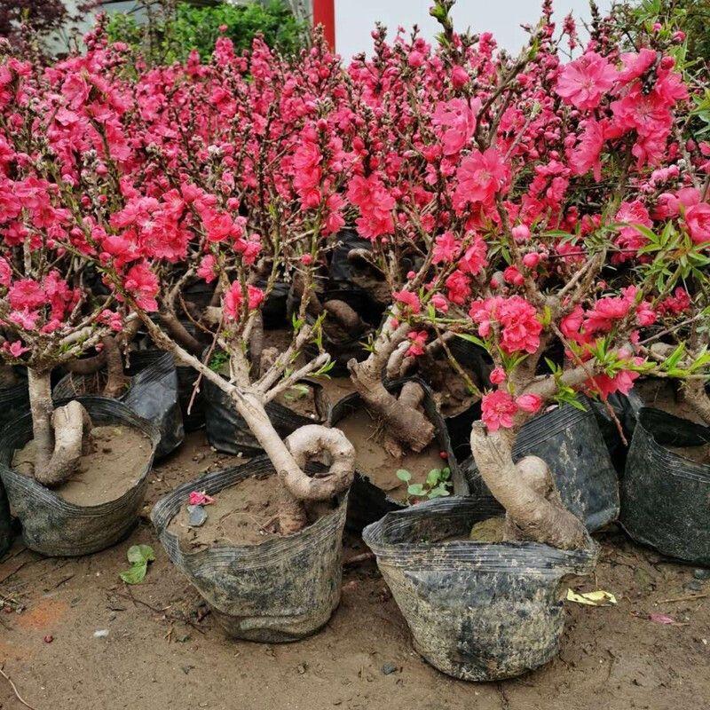 庭院植物寿星桃苗盆栽重瓣桃花盆景嫁接桃树苗红花碧桃苗耐寒花卉 - 图0