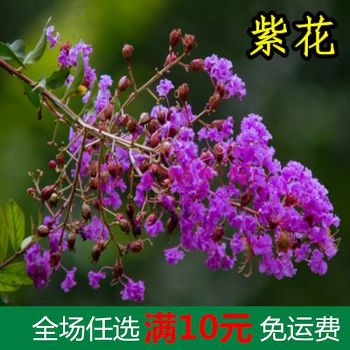 紫薇树苗占地拆迁紫薇苗紫薇小苗紫花紫薇树苗百日红紫薇苗花期长 - 图0