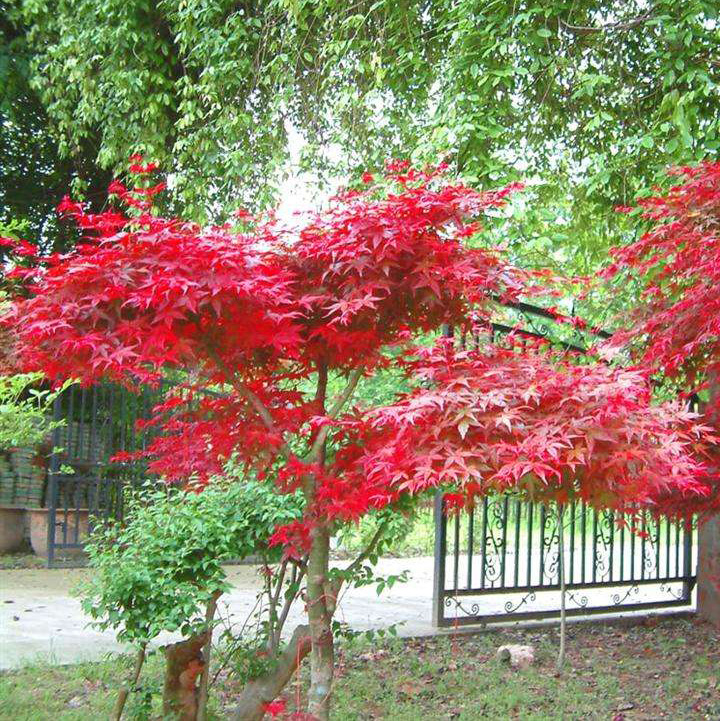 园林绿化苗庭院植物风景树苗嫁接红枫苗日本红枫树苗红舞姬红枫苗 - 图0