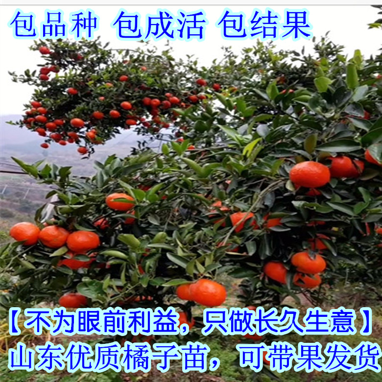 砂糖橘子苗树南方种植果树盆栽嫁接丑八怪桔子苗带果室内各种水果