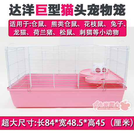 Dalong Chao Big Cat Hamster Flower Bun Xiongzong Cat Hedgehog 