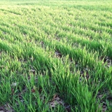 Сушная пшеница травяная трава кролик Тоторо Тоторо Голландская свинина Федеральная пшеничная пшеница утренняя трава модель 1 кг бесплатная доставка