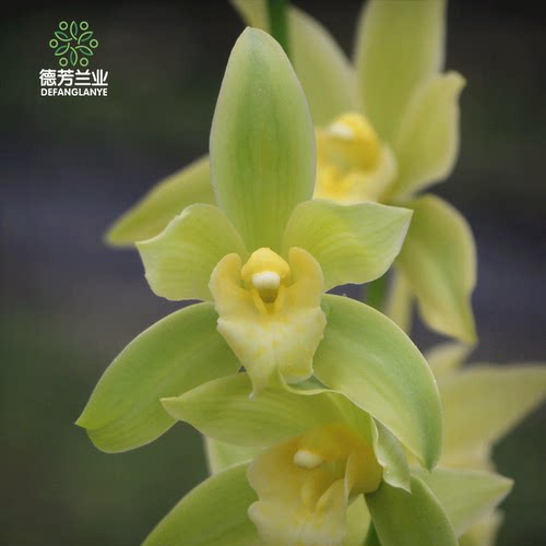 兰花大花惠兰花苗绿翡翠四季花卉植物室内花盆栽浓香墨兰好养易花 - 图1