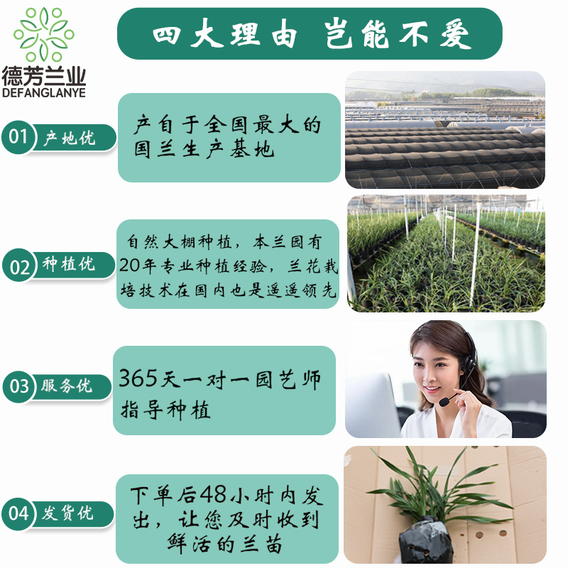 德芳兰业兰花苗寒兰橙光客厅阳台浓香型花卉绿植基地直发园艺盆栽 - 图2