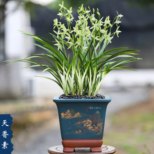兰花建兰苗春兰墨兰蕙兰好养天香素带花苞花卉室内开花绿植盆栽 - 图3