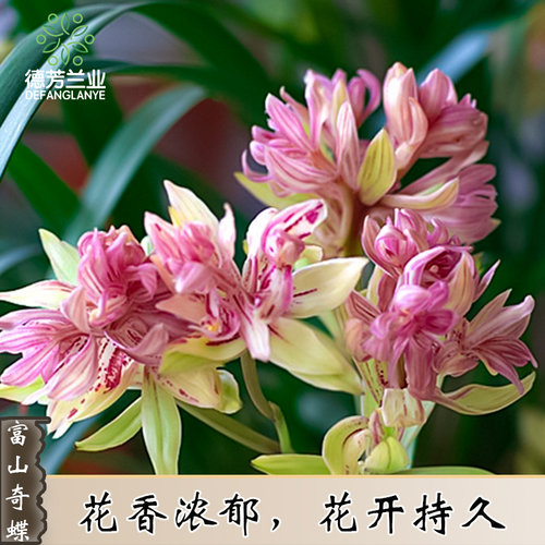 德芳兰业惠兰建兰富山奇蝶兰花苗好养带花苞开花花卉室内绿植盆栽 - 图0