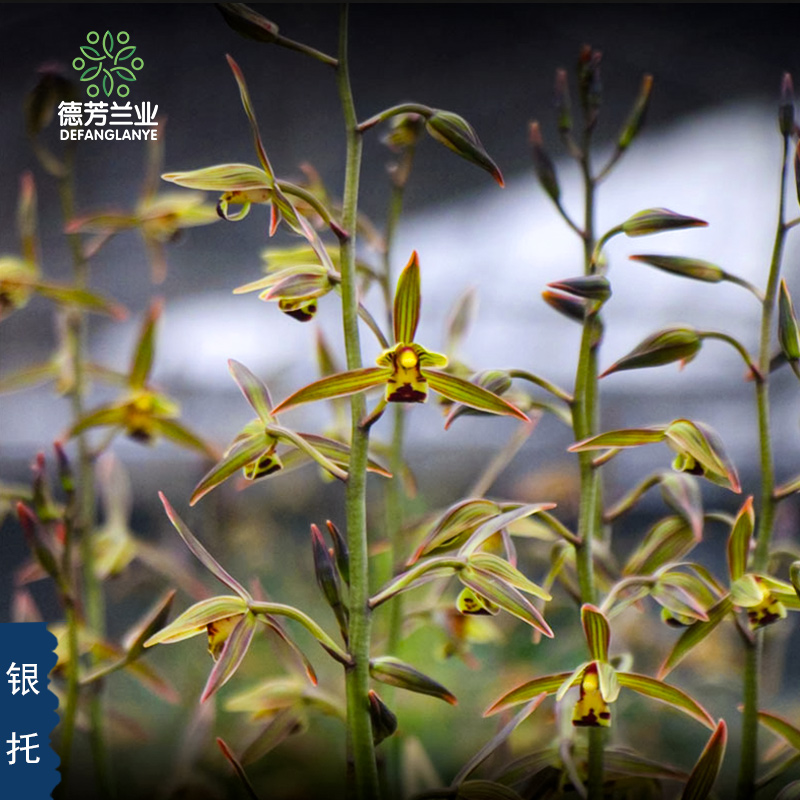 德芳兰业兰花苗金边墨兰银托客厅阳台浓香型花卉基地绿植园艺盆栽-图0