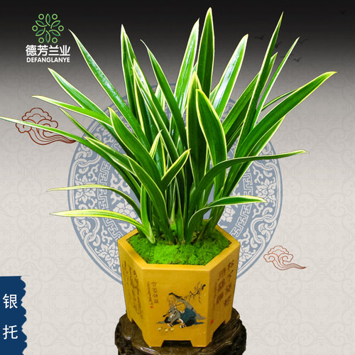 德芳兰业兰花苗金边墨兰银托客厅阳台浓香型花卉基地绿植园艺盆栽-图1