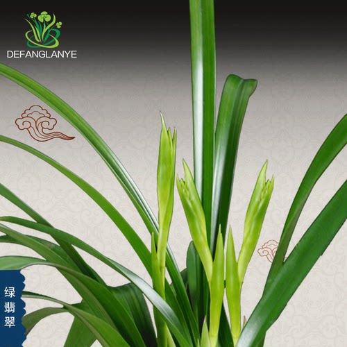 兰花大花惠兰花苗绿翡翠四季花卉植物室内花盆栽浓香墨兰好养易花 - 图0