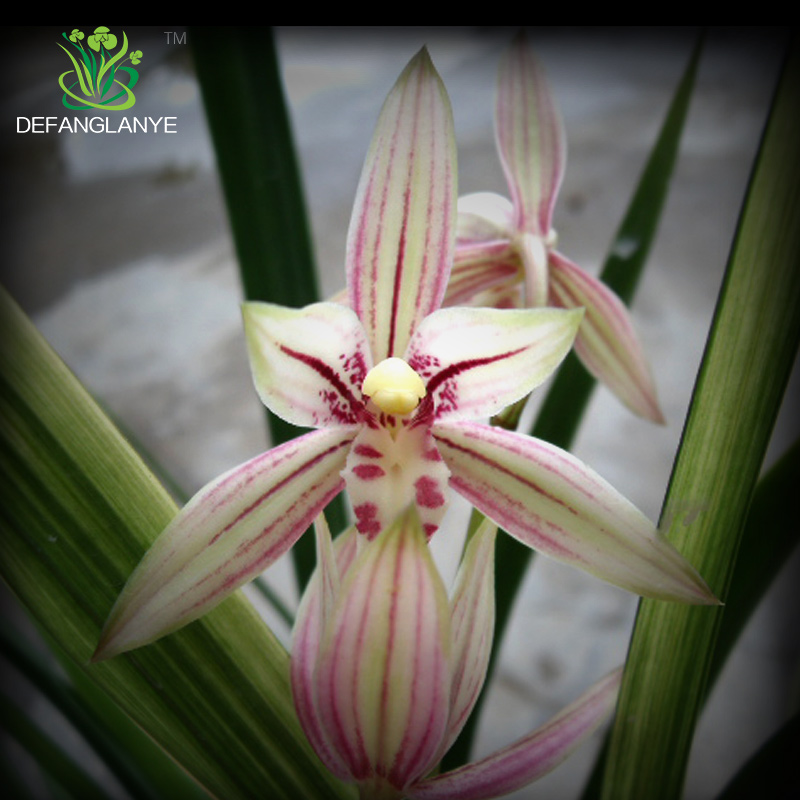 德芳兰业兰花四季建兰粉红色花玉叶锦客厅阳台浓香型花卉绿植园艺-图0