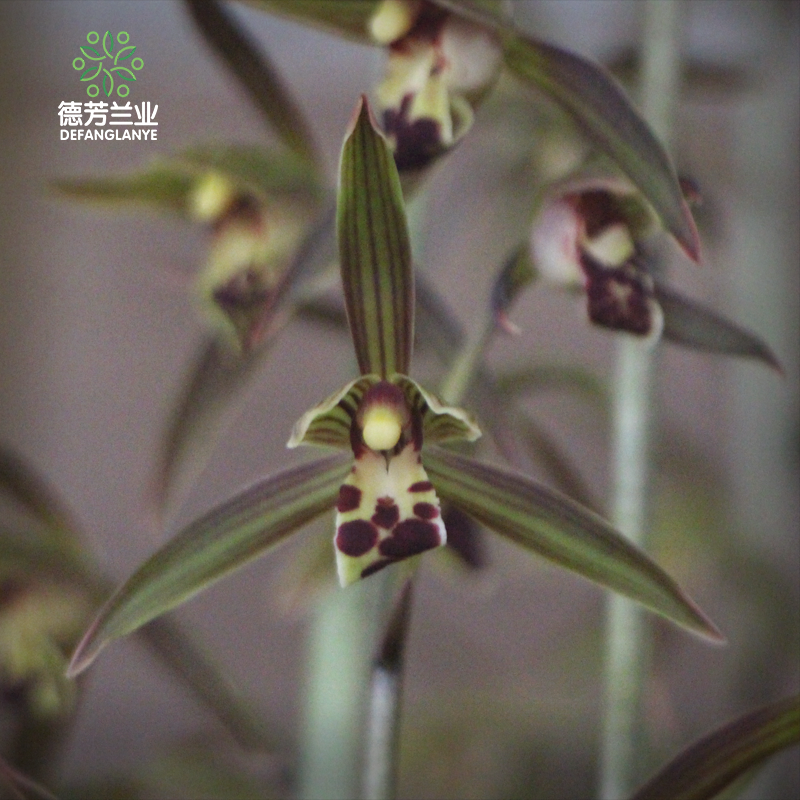 翁源兰花德芳兰业金边墨兰银边客厅阳台浓香花卉基地绿植园艺盆栽,淘宝优惠券,粉丝福利购,淘宝优惠卷