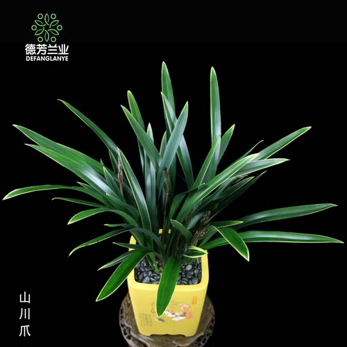 翁源兰花德芳兰业金边墨兰山川爪客厅阳台浓香型花卉绿植园艺盆栽 - 图1