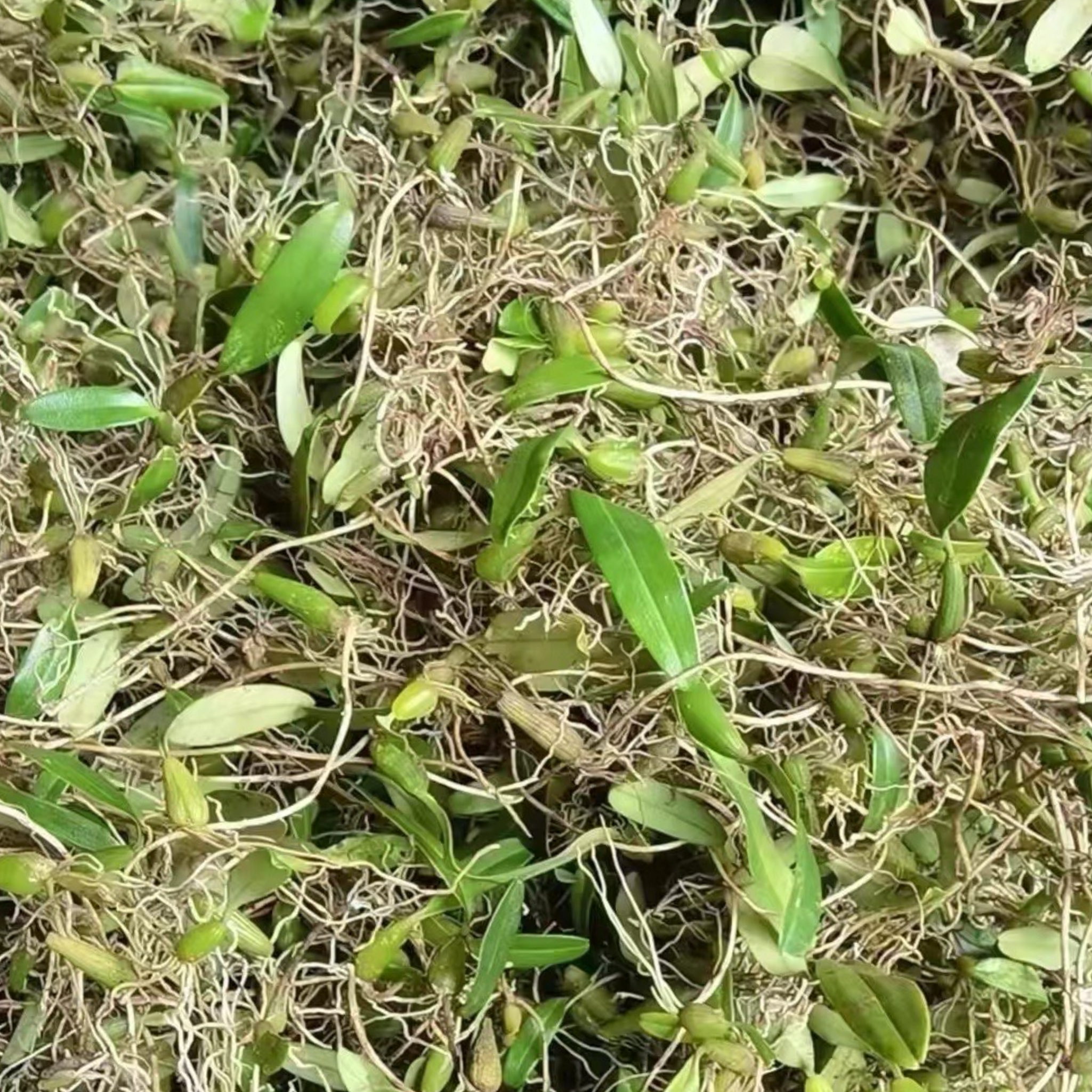 广东野石橄榄草单叶小号新鲜石仙桃果福建煲炖汤生鲜现摘现发500g - 图3