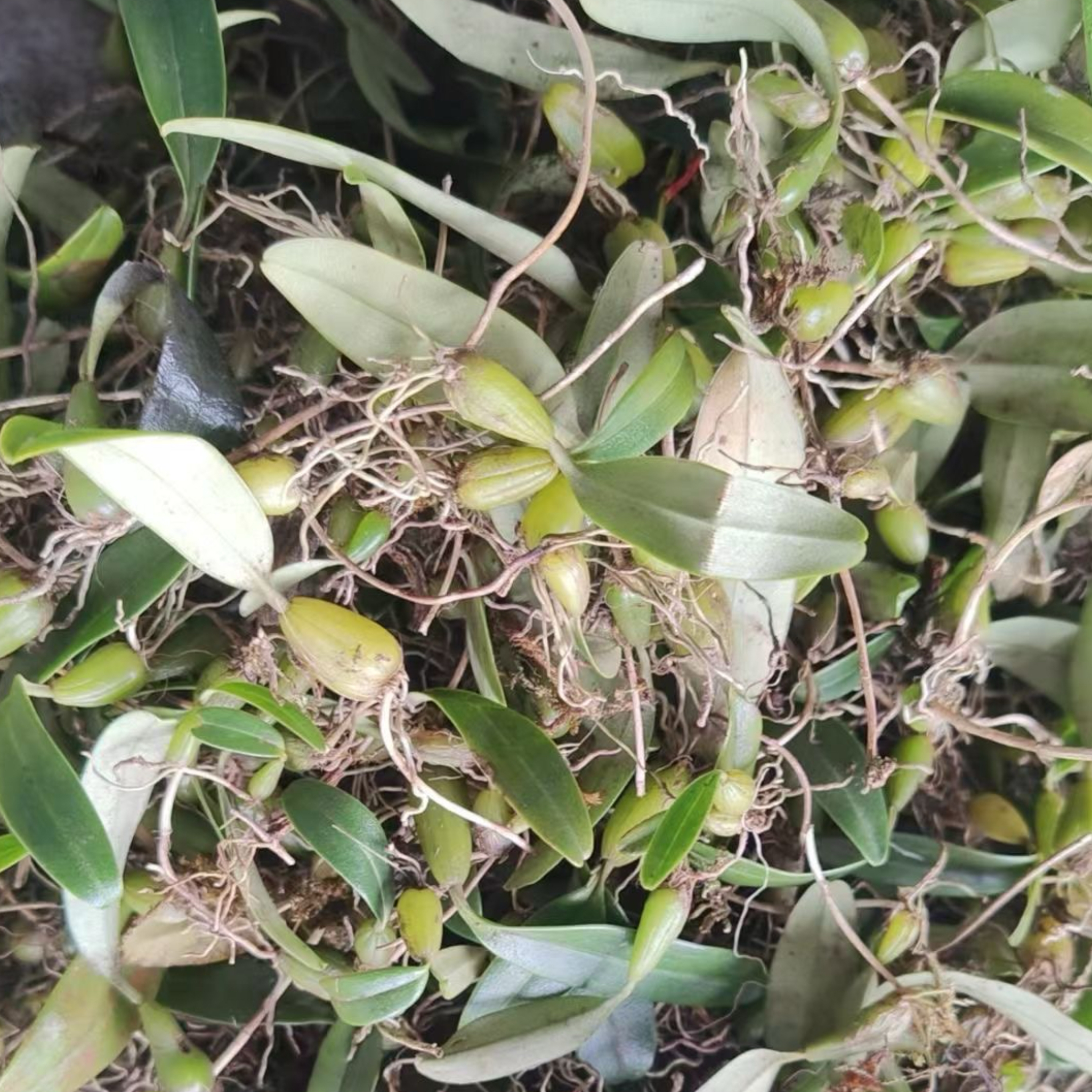 广东野石橄榄草单叶小号新鲜石仙桃果福建煲炖汤生鲜现摘现发500g - 图1