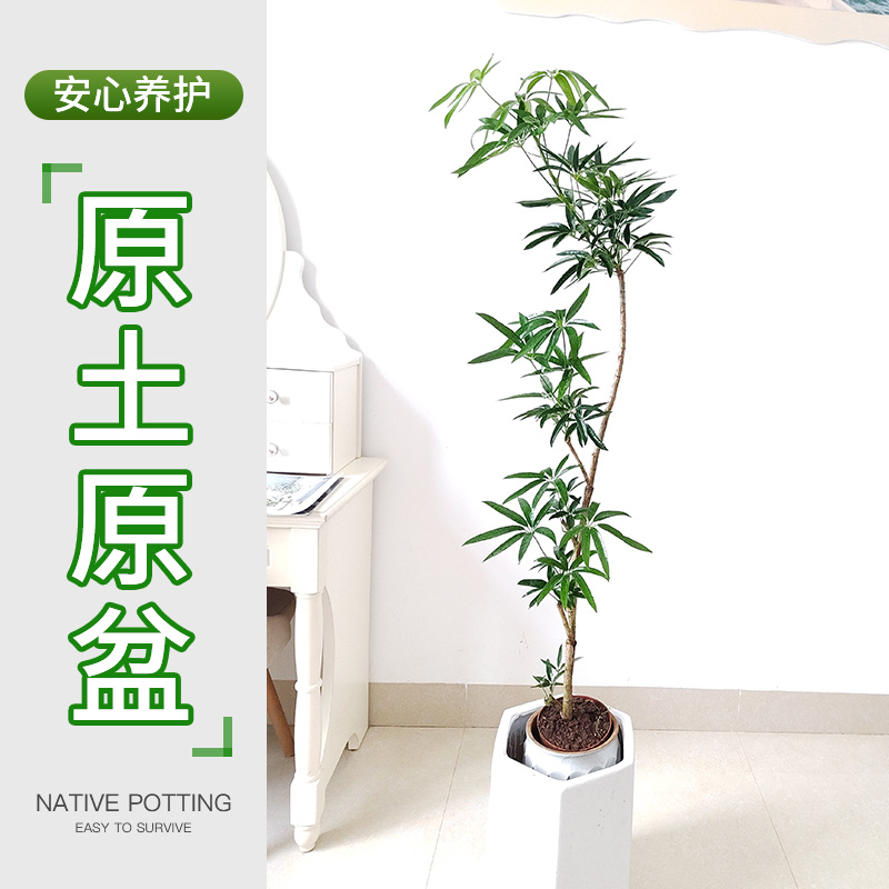 夏威夷鹅掌柴老桩细叶伞柳叶鸭脚木基地耐阴常绿植物大型植物室内-图0