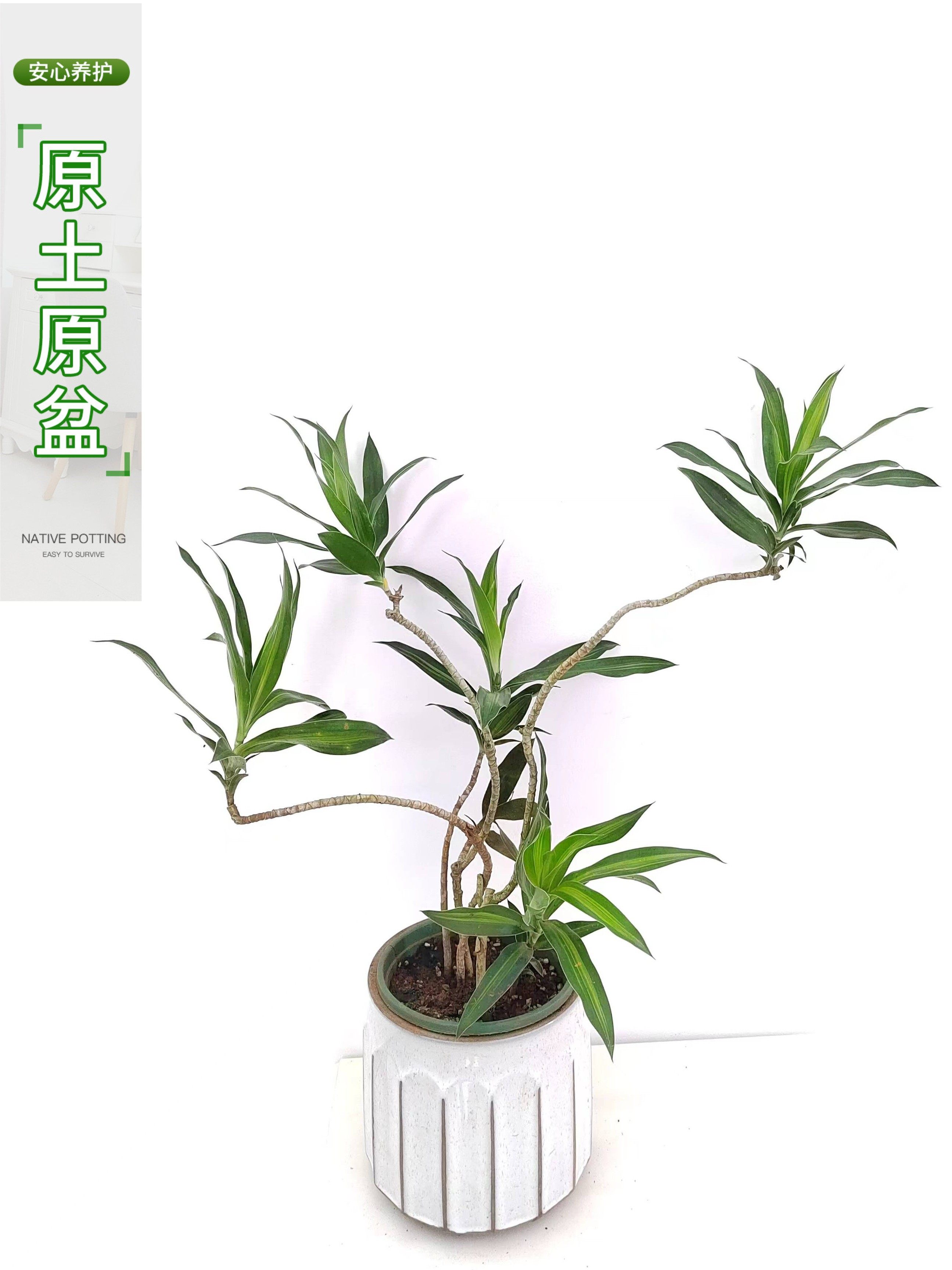 金心百合竹小苗真绿植物盆栽室内客厅耐荫好养网红办公室桌面基地