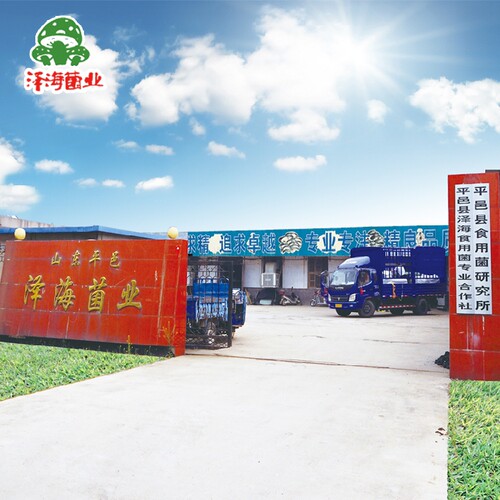 泽海菌业食用菌菌种聚乙烯出菇袋聚丙烯菌袋蘑菇袋子尺寸定制促销 - 图3