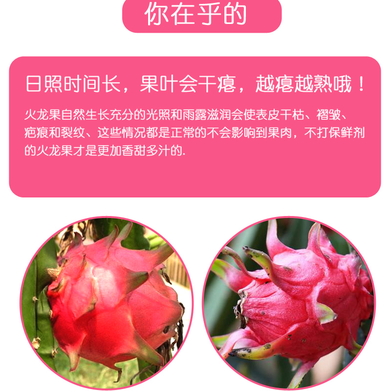 天使芳菲旗舰店天使芳菲 海南金都一号红心火龙果大果三亚红肉火龙果水果新鲜2