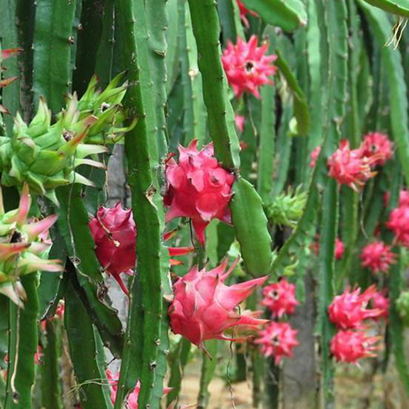 天使芳菲旗舰店天使芳菲 红心火龙果当季水果新鲜包邮海南金都一号红肉火龙果3