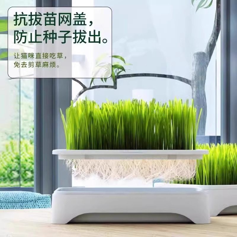 无土水培猫草盆栽去化毛球懒人种植猫草种子育苗盘化毛草宠物用品,淘宝优惠券,粉丝福利购,淘宝优惠卷
