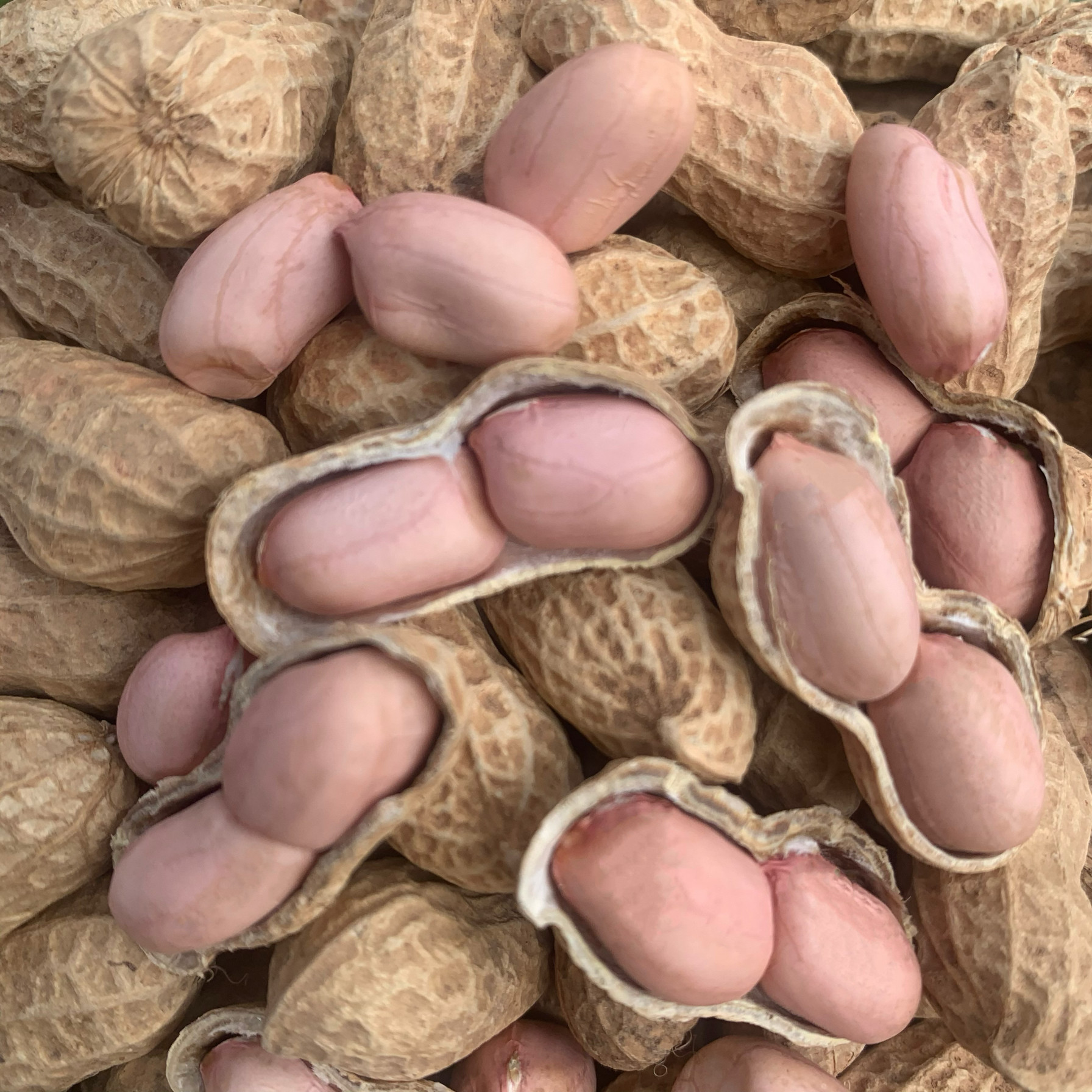 25年新鲜晒干生花生山地农家自种带壳粉白皮四川重庆特产小粒花生,淘宝优惠券,粉丝福利购,淘宝优惠卷