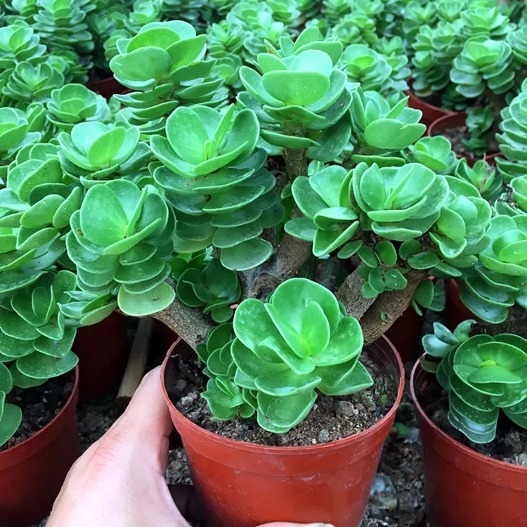 金钱木多肉植物老桩带盆栽好超大多肉盆栽室内招财绿植花卉