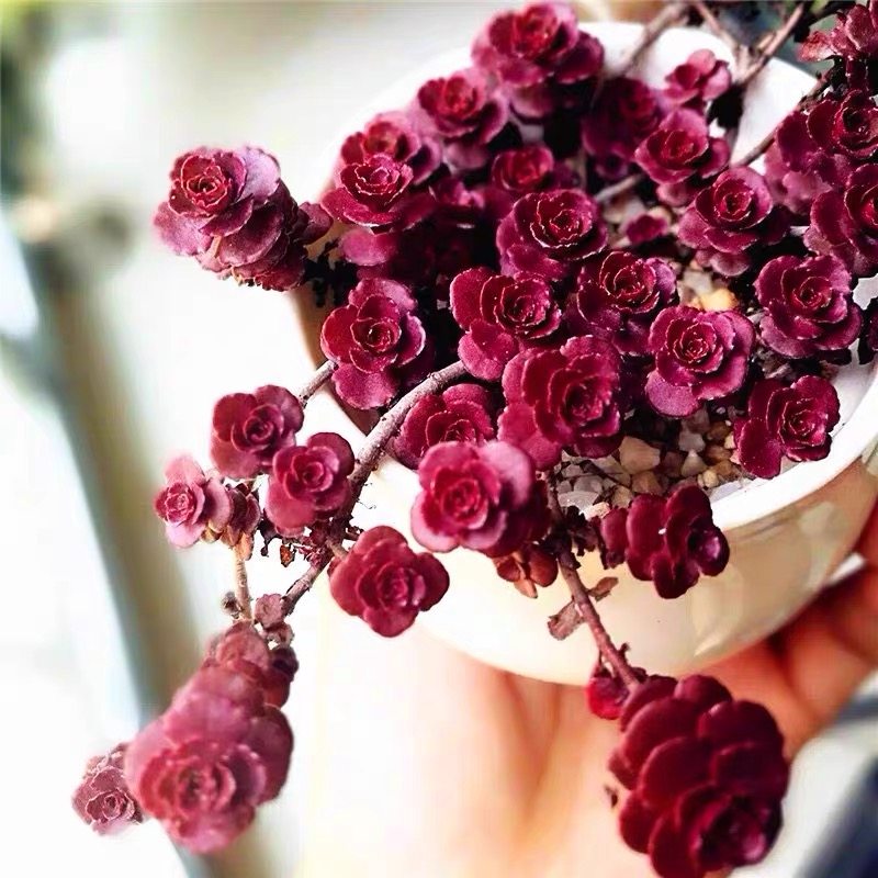 小球玫瑰老桩群生多肉植物室内萌肉肉四季绿植盆栽云南多肉,淘宝优惠券,粉丝福利购,淘宝优惠卷