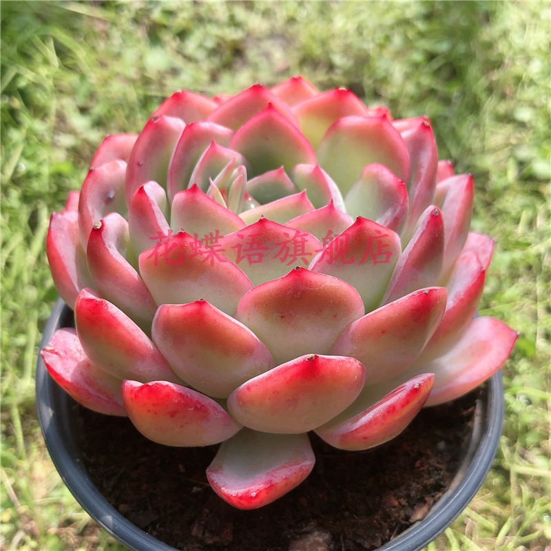 莎莎女王果冻色超大群果冻色群生多肉多肉植物花卉办公室,淘宝优惠券,粉丝福利购,淘宝优惠卷