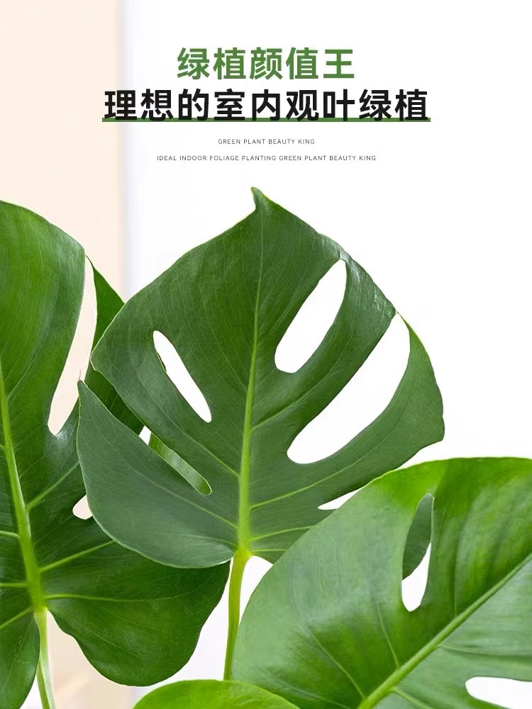 水培植物龟背竹盆栽老桩净化空气大叶室内观叶绿植四季常青-图0