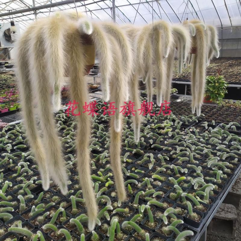 正版长软毛九尾狐多肉植物非猴尾带根垂吊型室内盆栽长毛稀有品种,淘宝优惠券,粉丝福利购,淘宝优惠卷