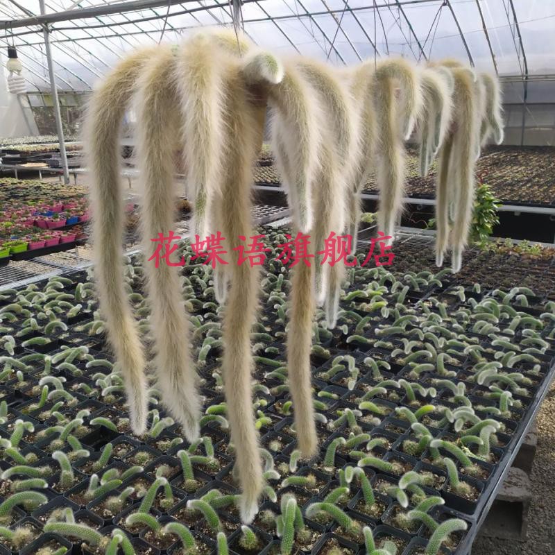 正版长软毛九尾狐多肉植物非猴尾带根垂吊型室内盆栽长毛稀有品种,淘宝优惠券,粉丝福利购,淘宝优惠卷