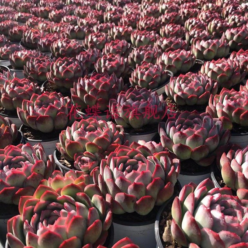 莎莎女王果冻色超大群果冻色群生多肉多肉植物花卉办公室,淘宝优惠券,粉丝福利购,淘宝优惠卷