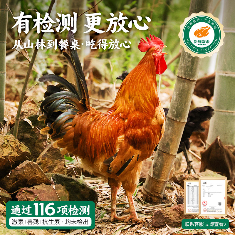 大公鸡土鸡农家散养走地鸡小公鸡童子鸡柴鸡肉新鲜现杀笨草鸡整只