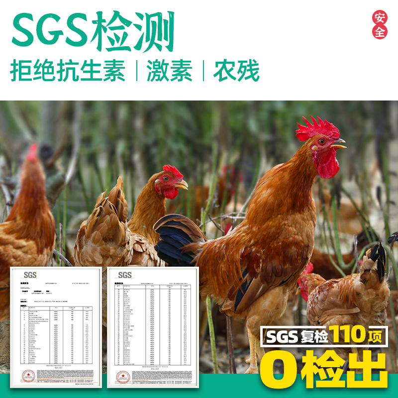 童子鸡土鸡皖南农家散养未打鸣小公鸡仔鸡走地鸡新鲜现杀土鸡整只 - 图2