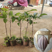 Black Olive Fry Crafts Uolive Fruit Tree Graft Engraving Variety Yellow Green Fried Oil Faithful South North Seed Plant